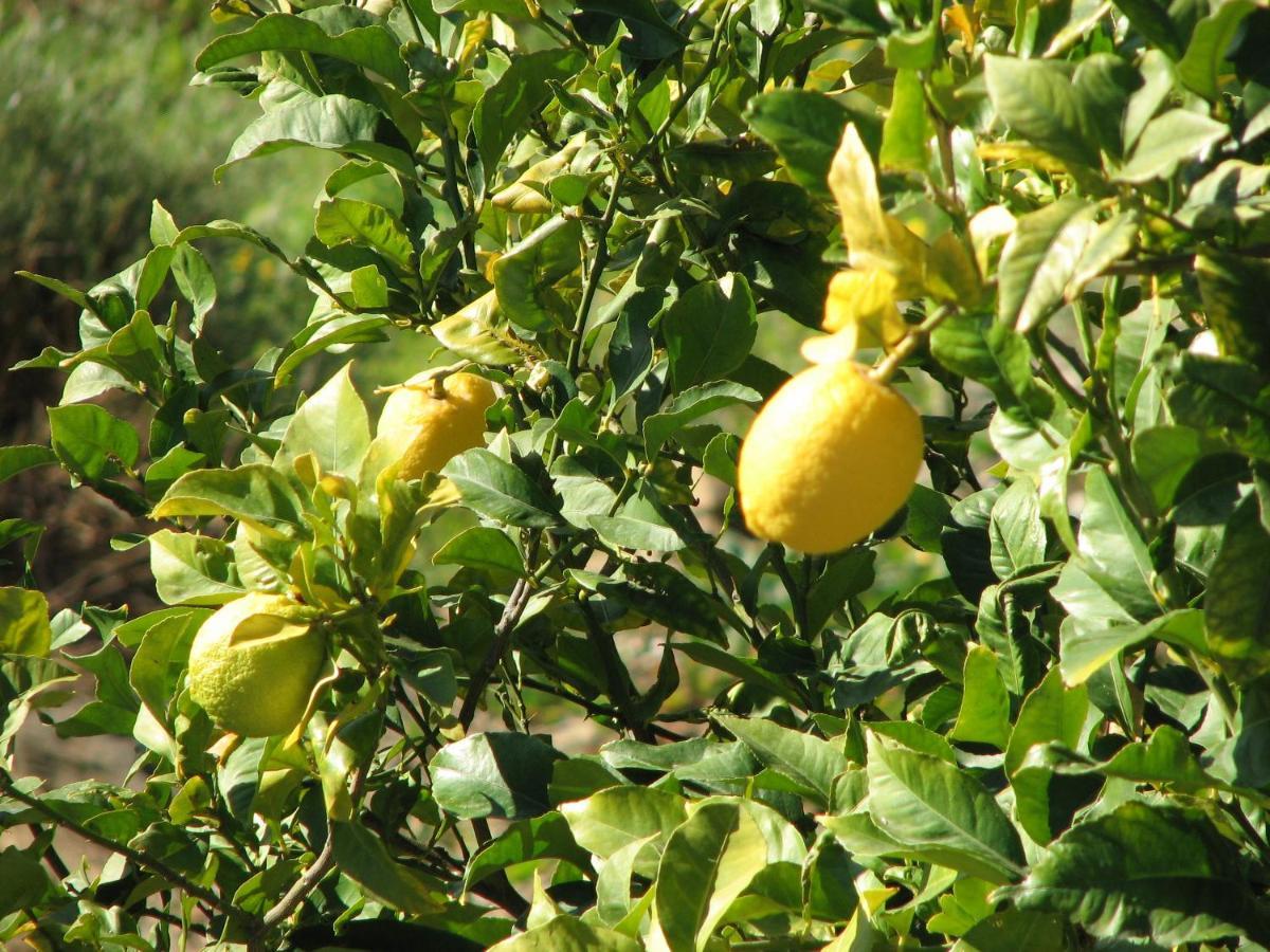 Villa Perla Blanca Sayalonga Bagian luar foto